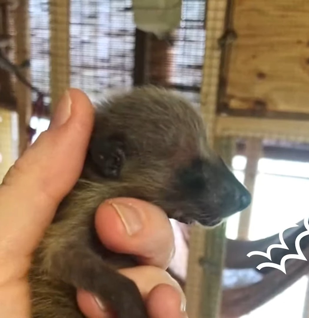 hand holding a tiny raccoon