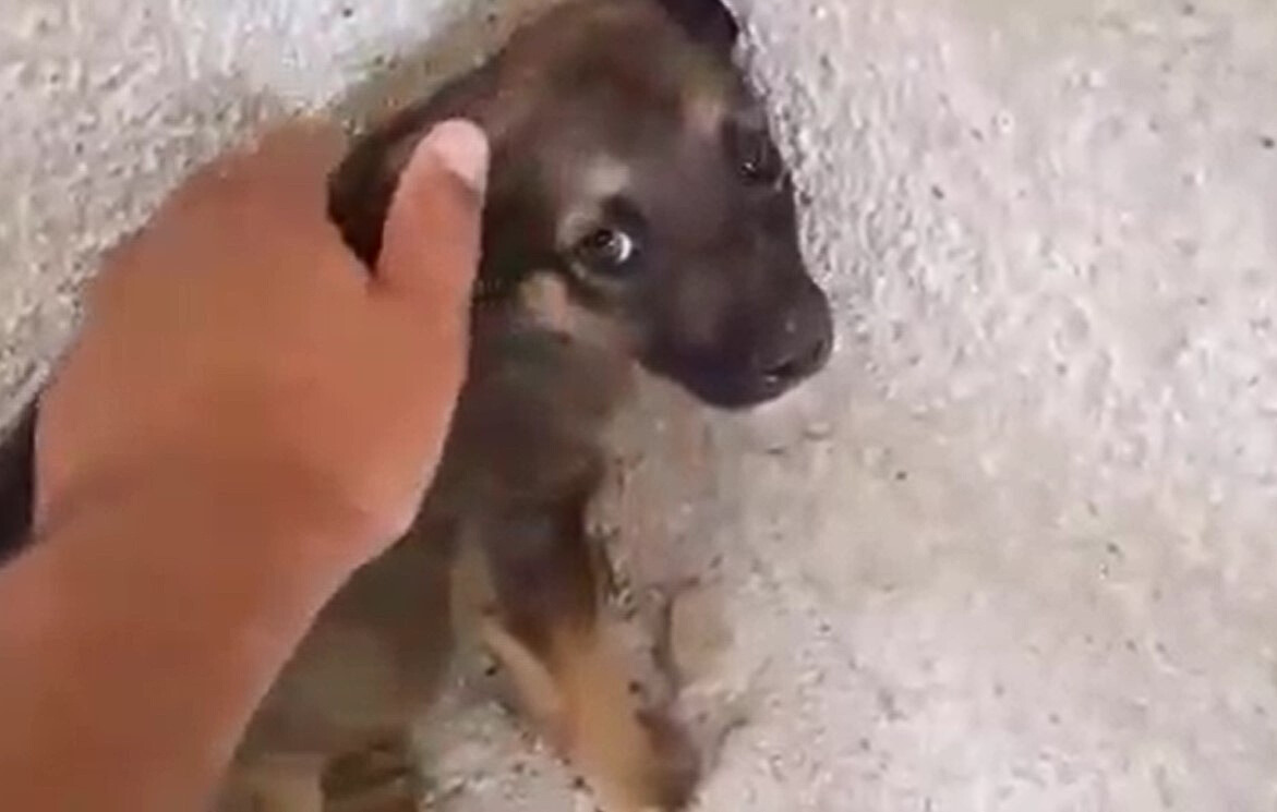 hand petting the scared puppy