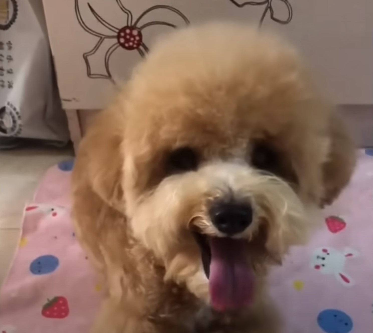 happy brown puppy