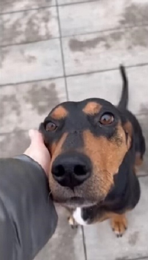 happy dog holding head in human hand