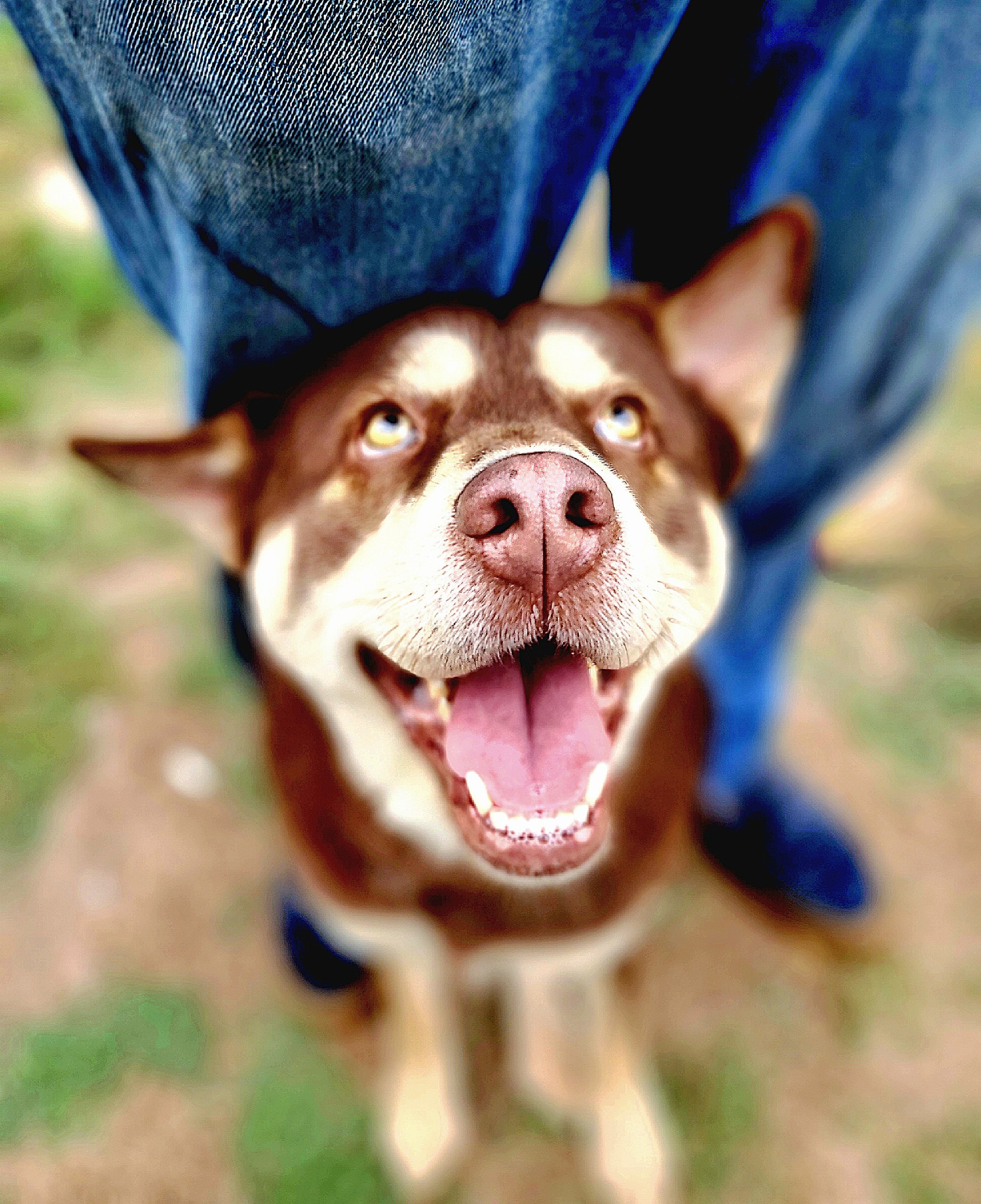 happy dog sitting next to owner