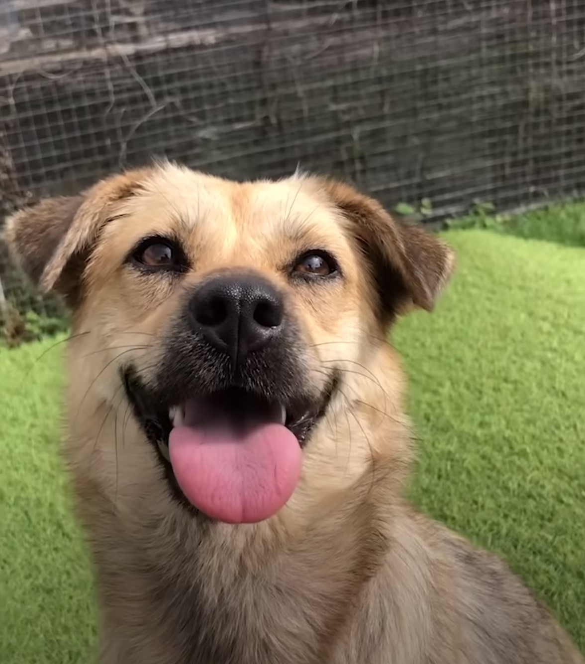 happy dog sticking its tongue
