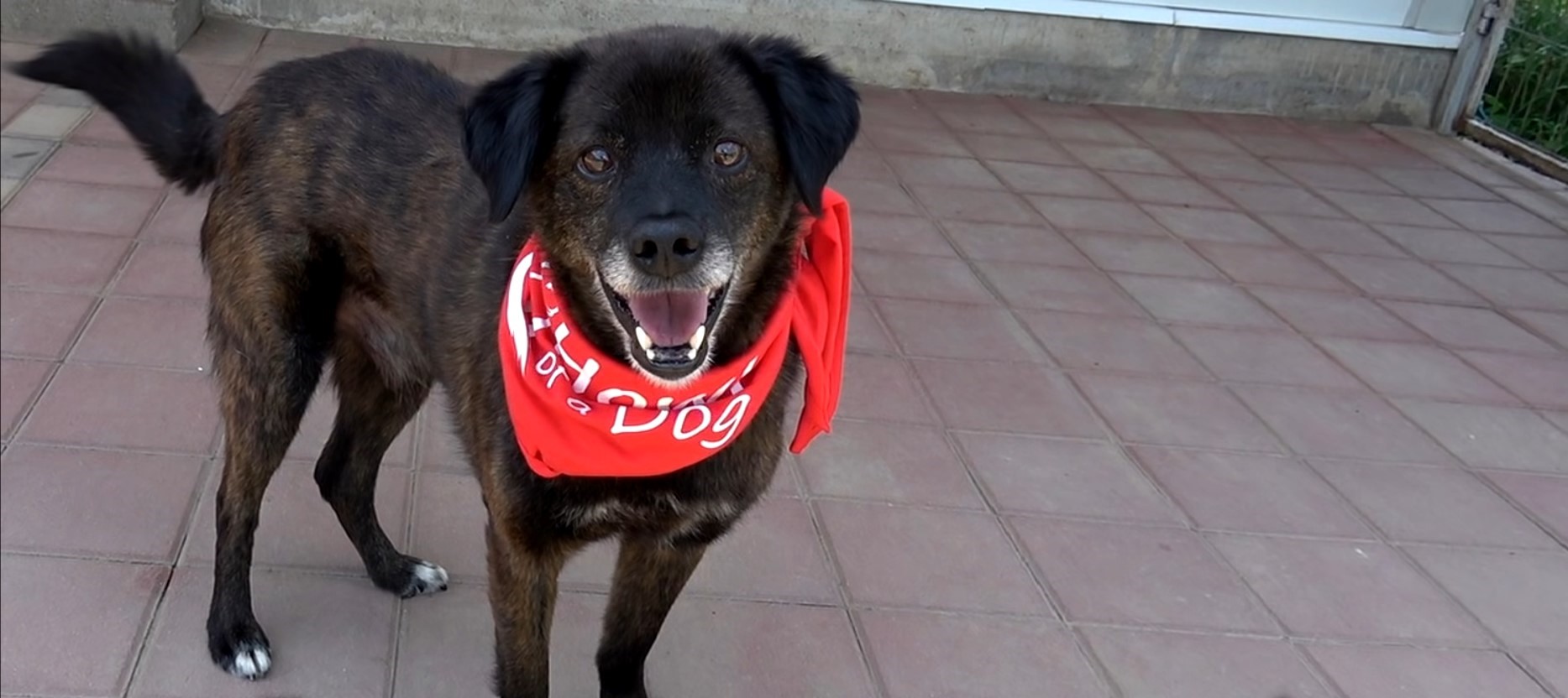 happy dog wearing a red bandana