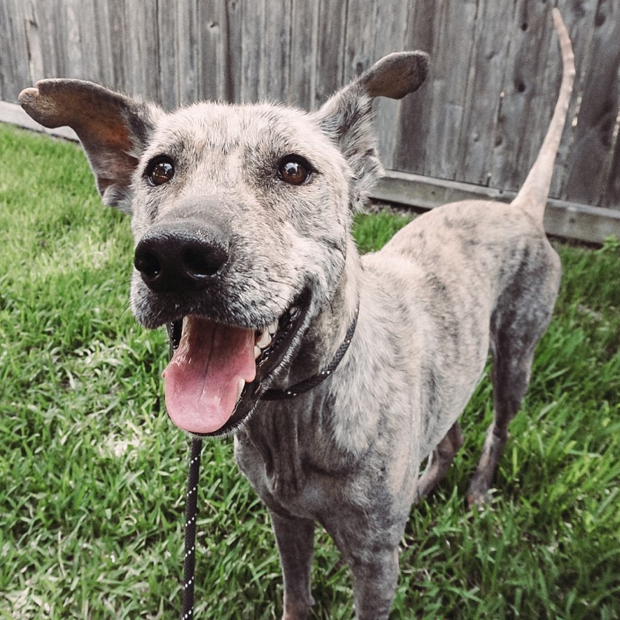 happy gray dog