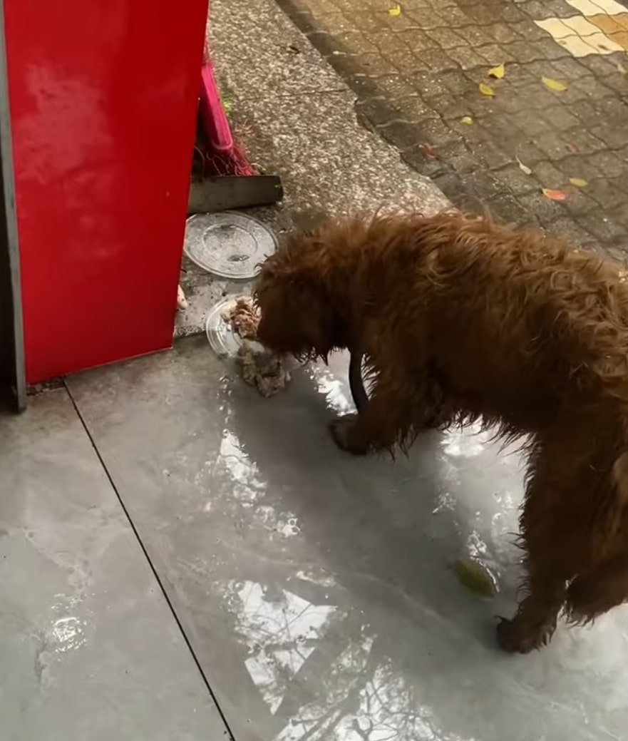 hungry dog eating