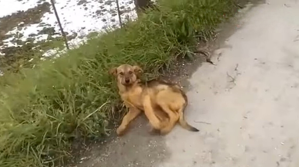 injured dog on the road