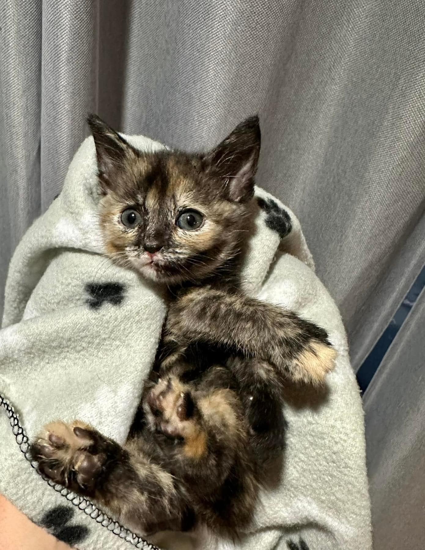 kitten wrapped in a blanket
