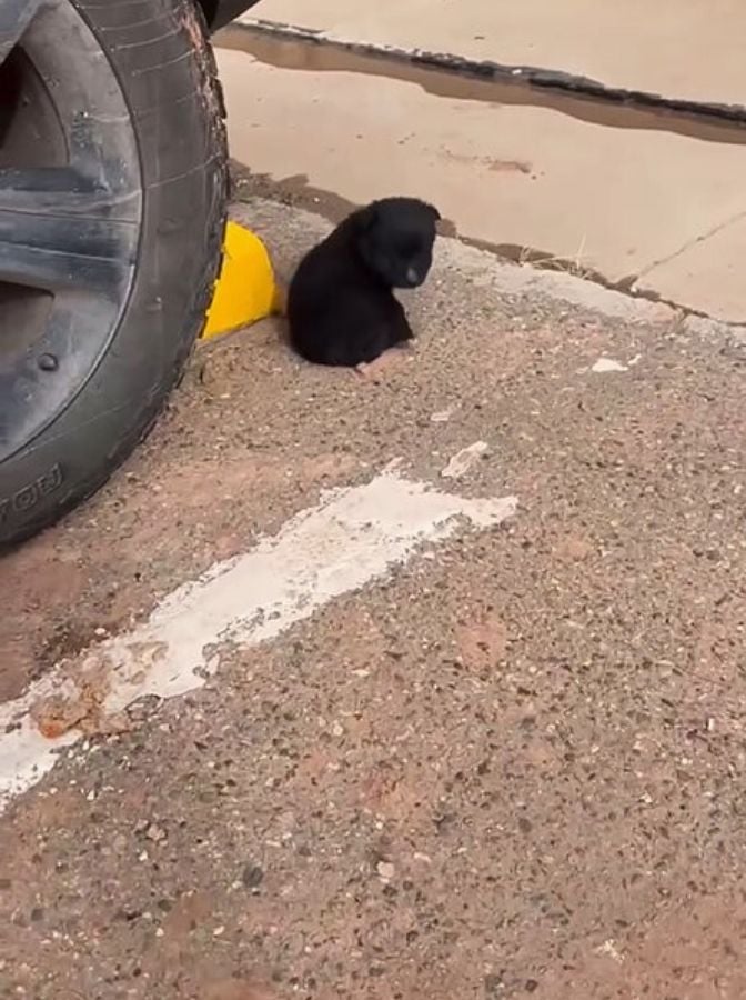 little dog sitting by car tire