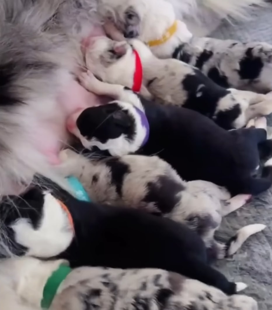 little puppies nursing