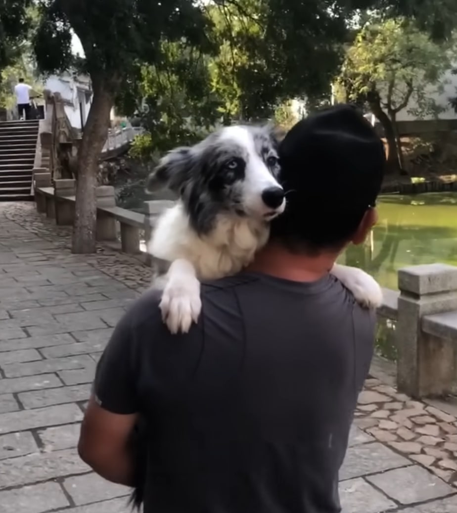 man carrying a dog