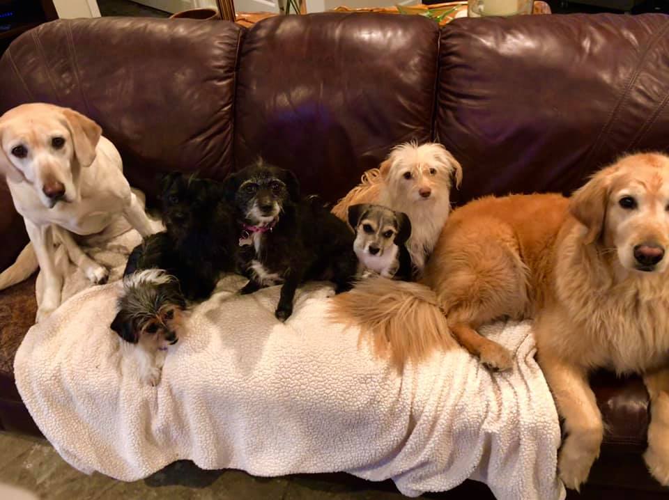 many dogs on a couch