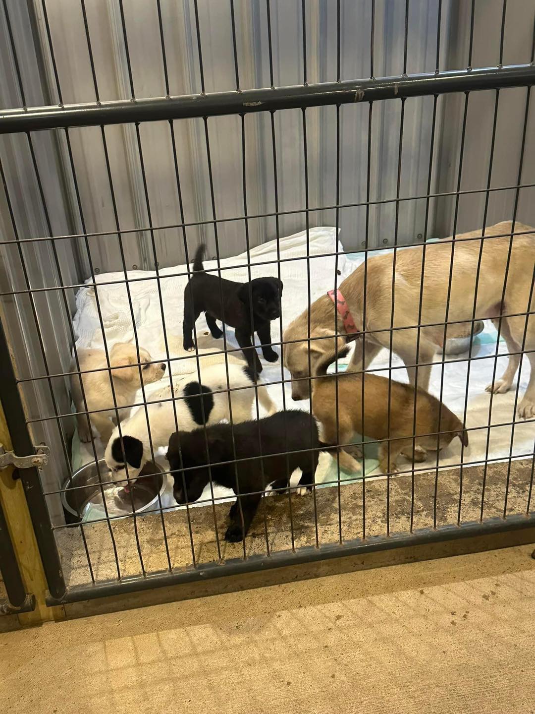 mother dog and puppies in a cage