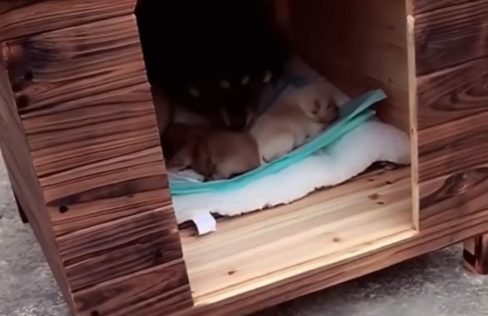 mother dog and puppies in a dog house