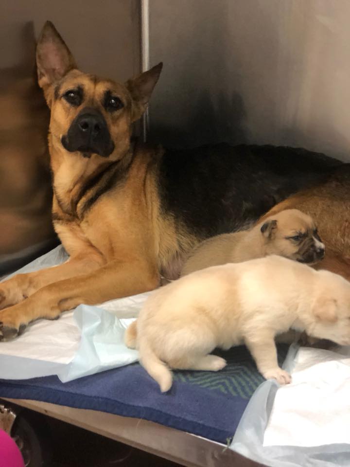 mother dog and two puppies