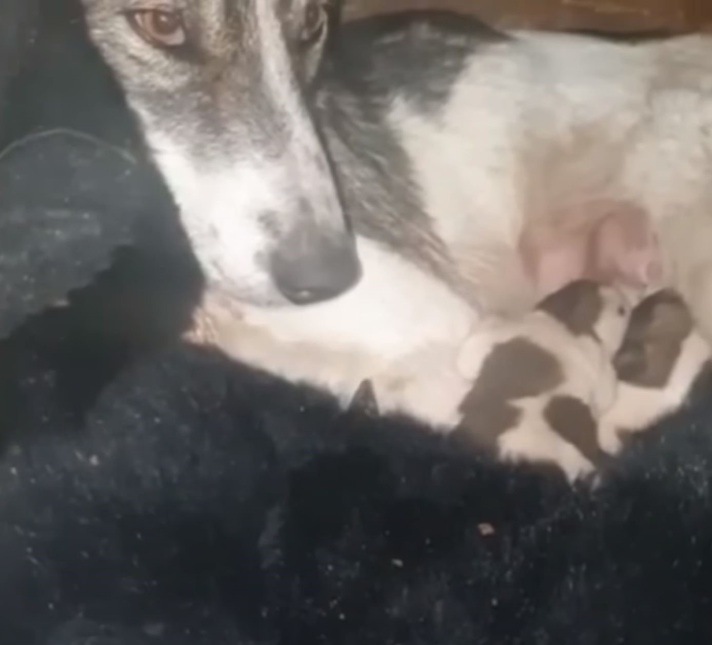 mother dog feeding a puppy