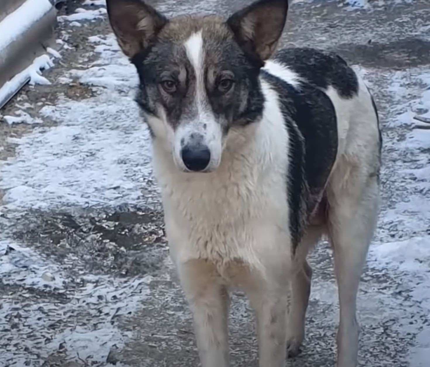 mother dog standing