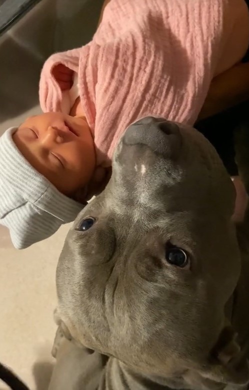 new born baby and pit bull