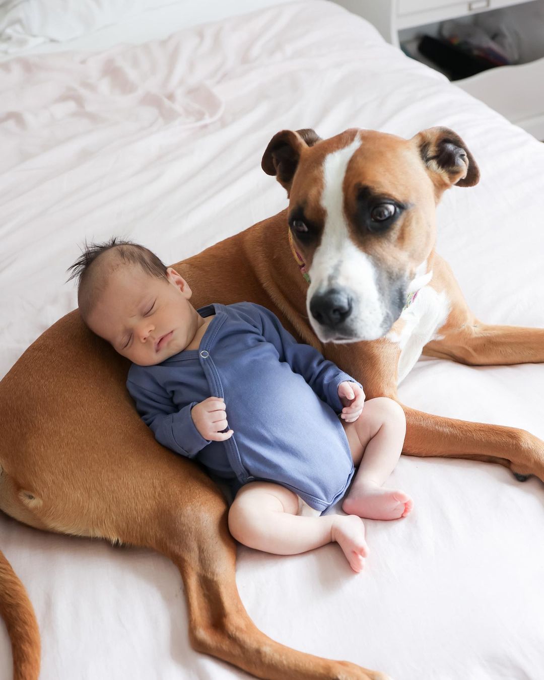 newborn baby lying on dog