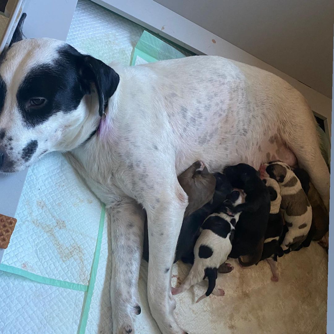 newborn puppies and mother dog
