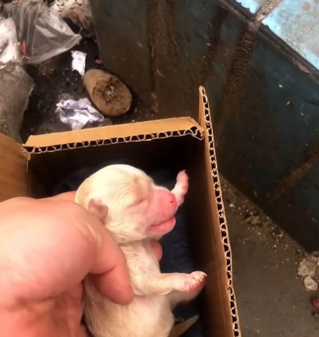 newborn puppy in a box
