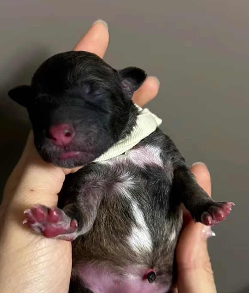 newborn puppy in hands