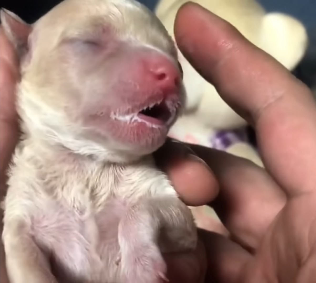 newborn puppy