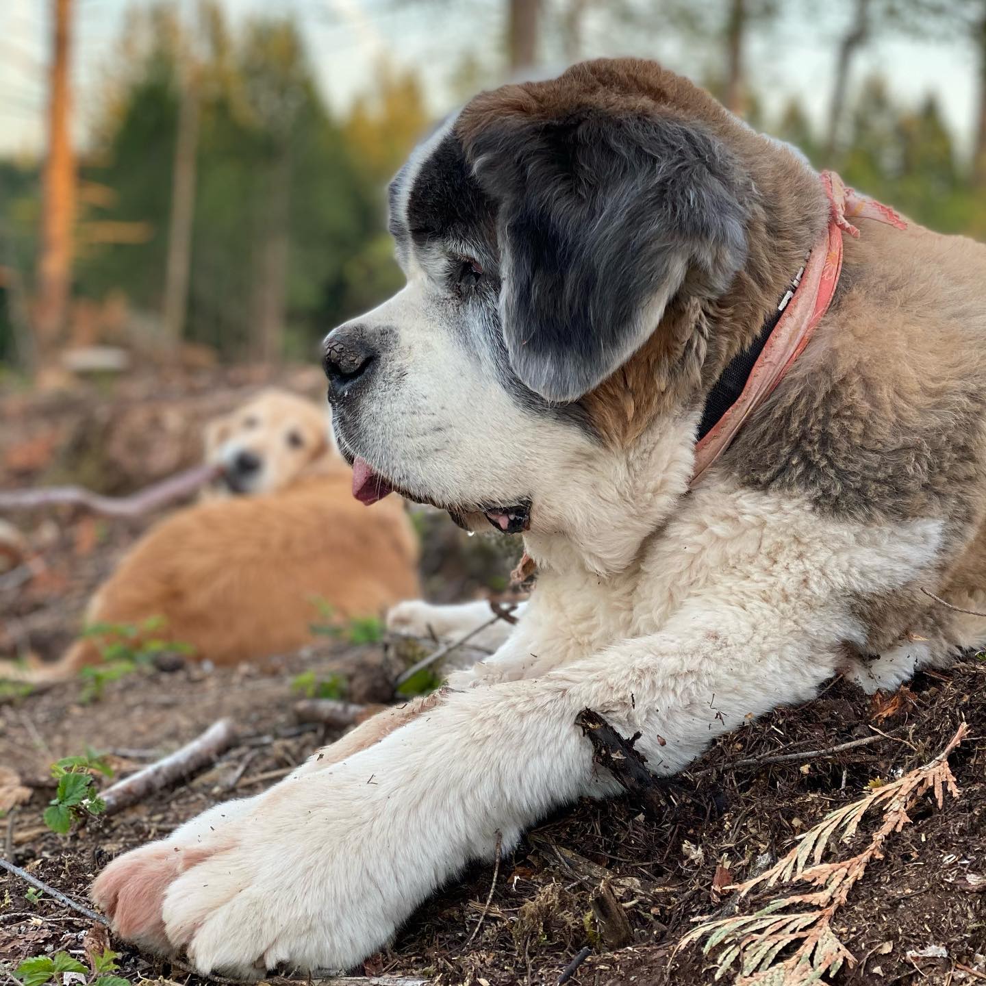 photo of dog lying on the ground