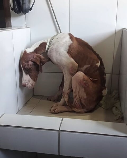 photo of malnourished dog