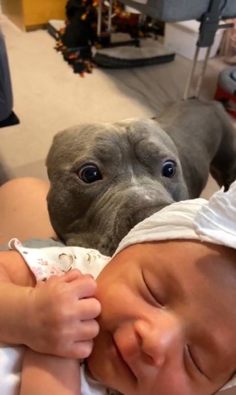 photo of pit bull and new born baby