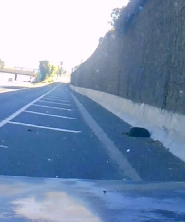 photo of pup lying on freeway