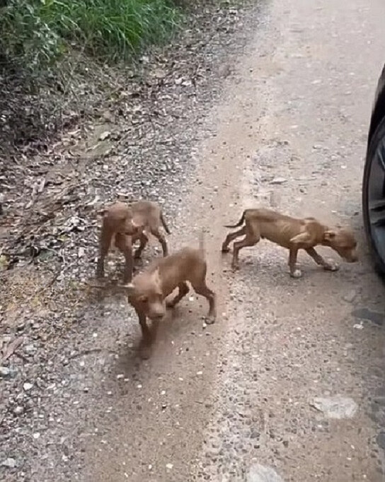 photo of puppies walking on gravel road