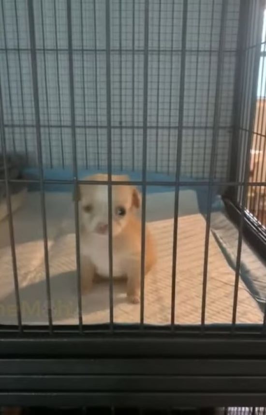 photo of puppy in a kennel