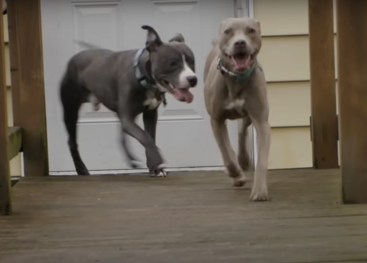 photo of two pit bulls running