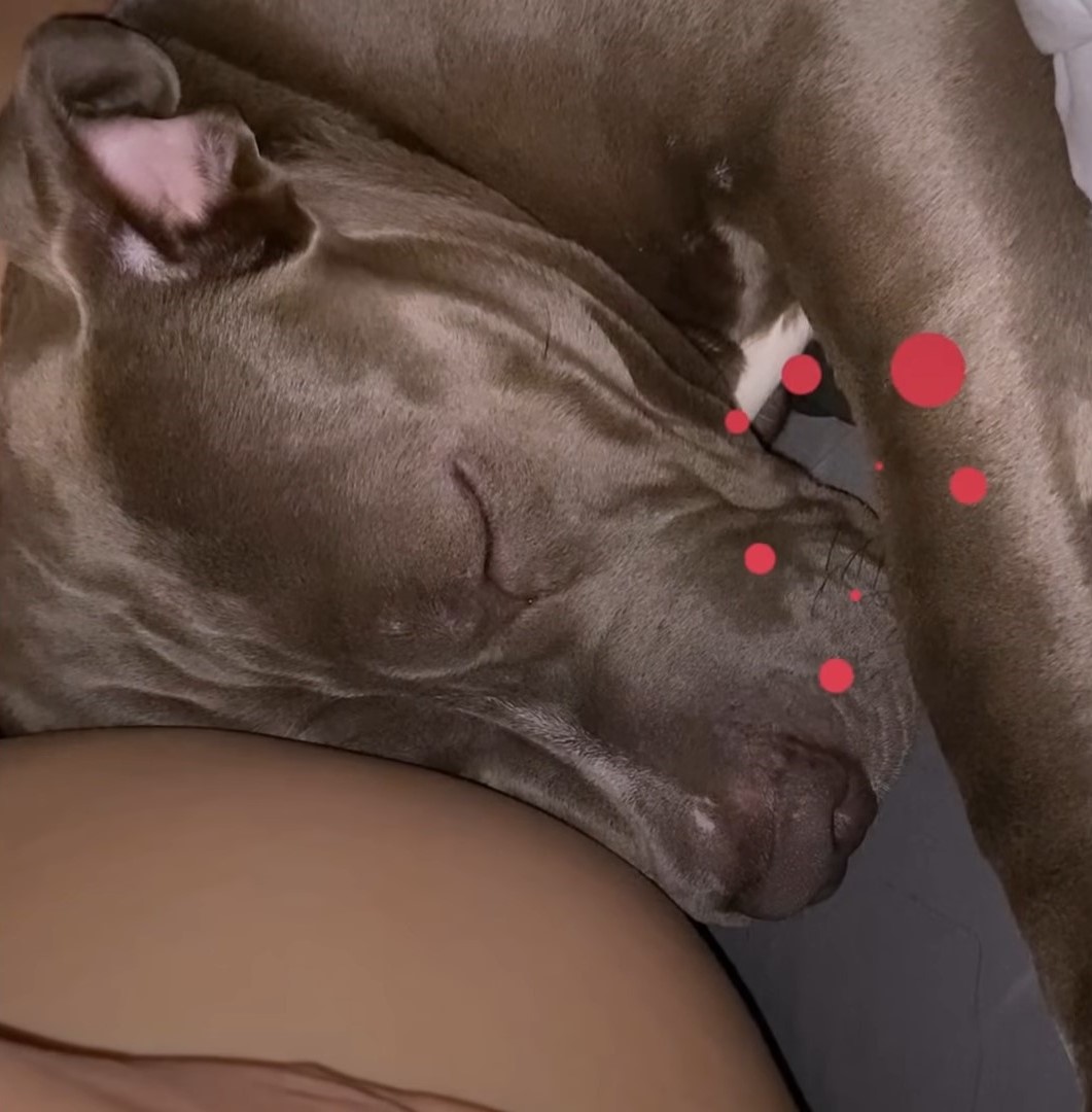 pit bull leaning on pregnant woman's stomach