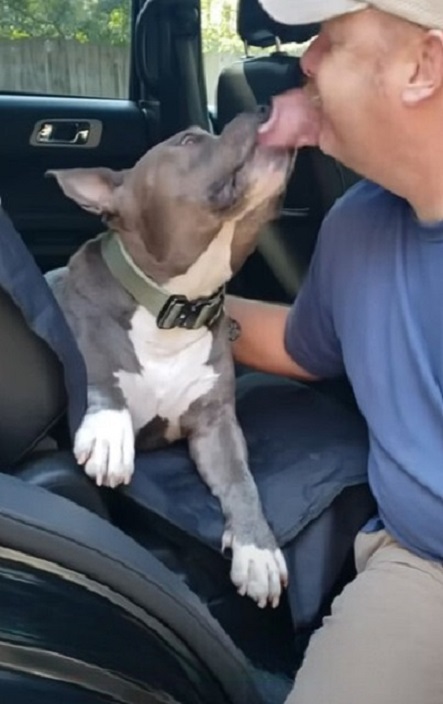 pit bull licking man's face