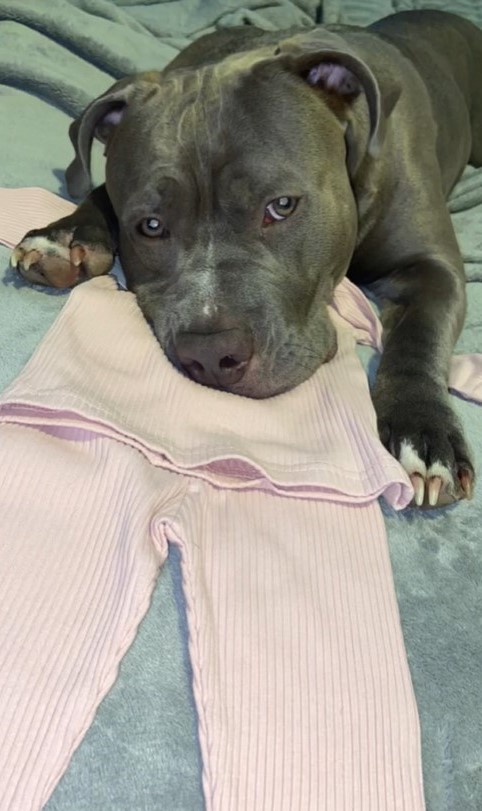 pit bull lying on clothes on bed