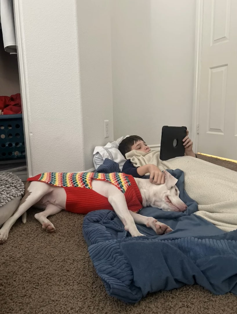 pit bull lying on floor with a boy