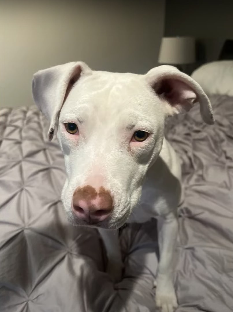 pit bull sitting on bed