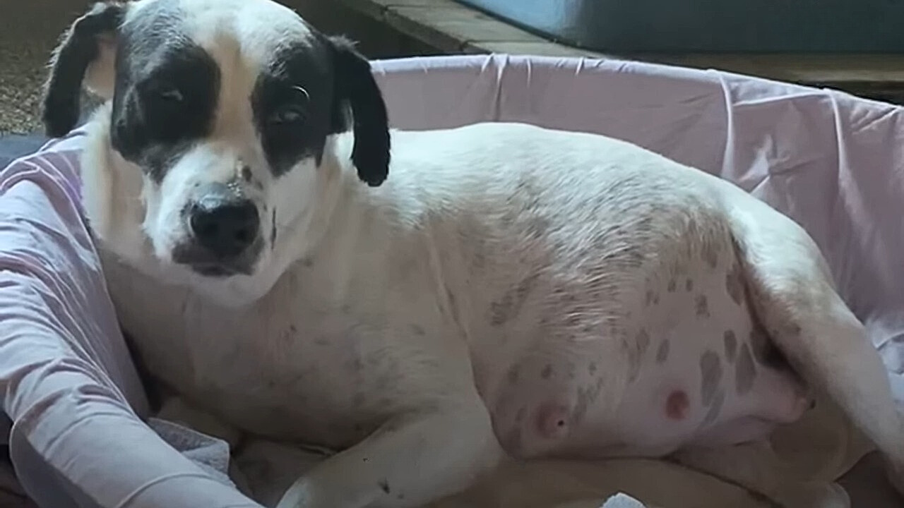 pregnant dog laying down
