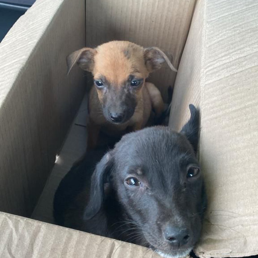 puppies in the box