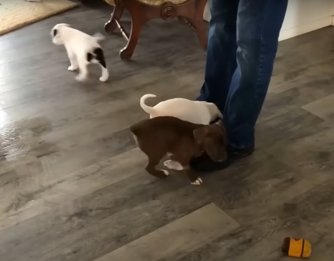 puppies sniffing man indoors