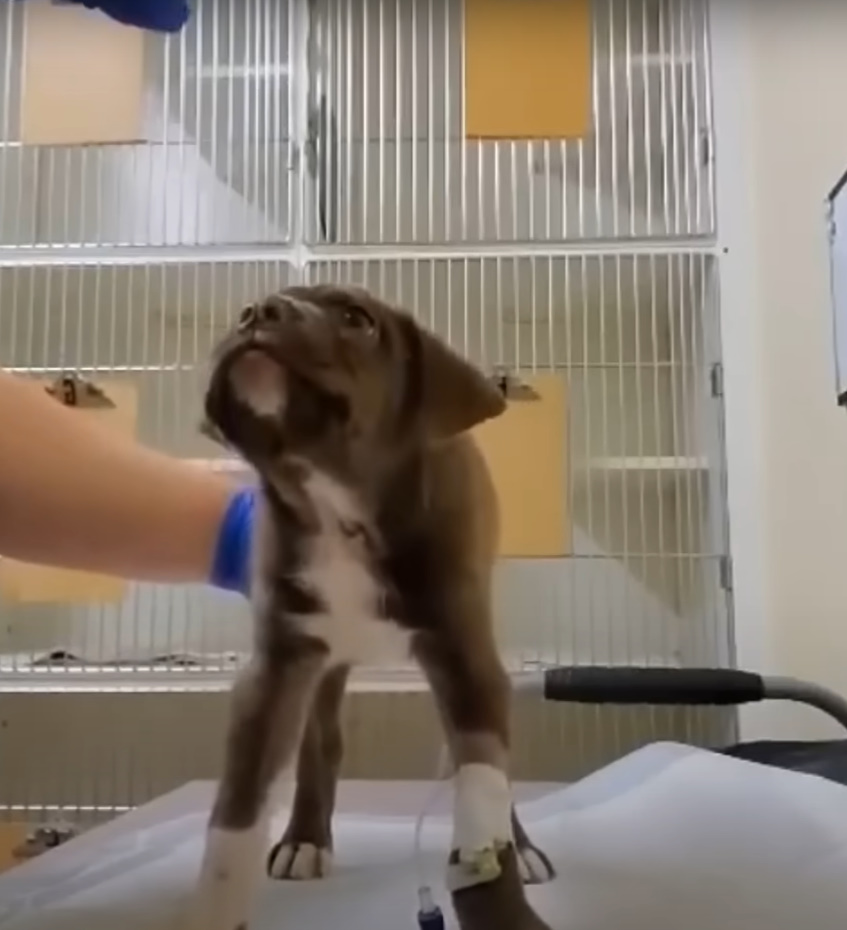puppy at vet clinic