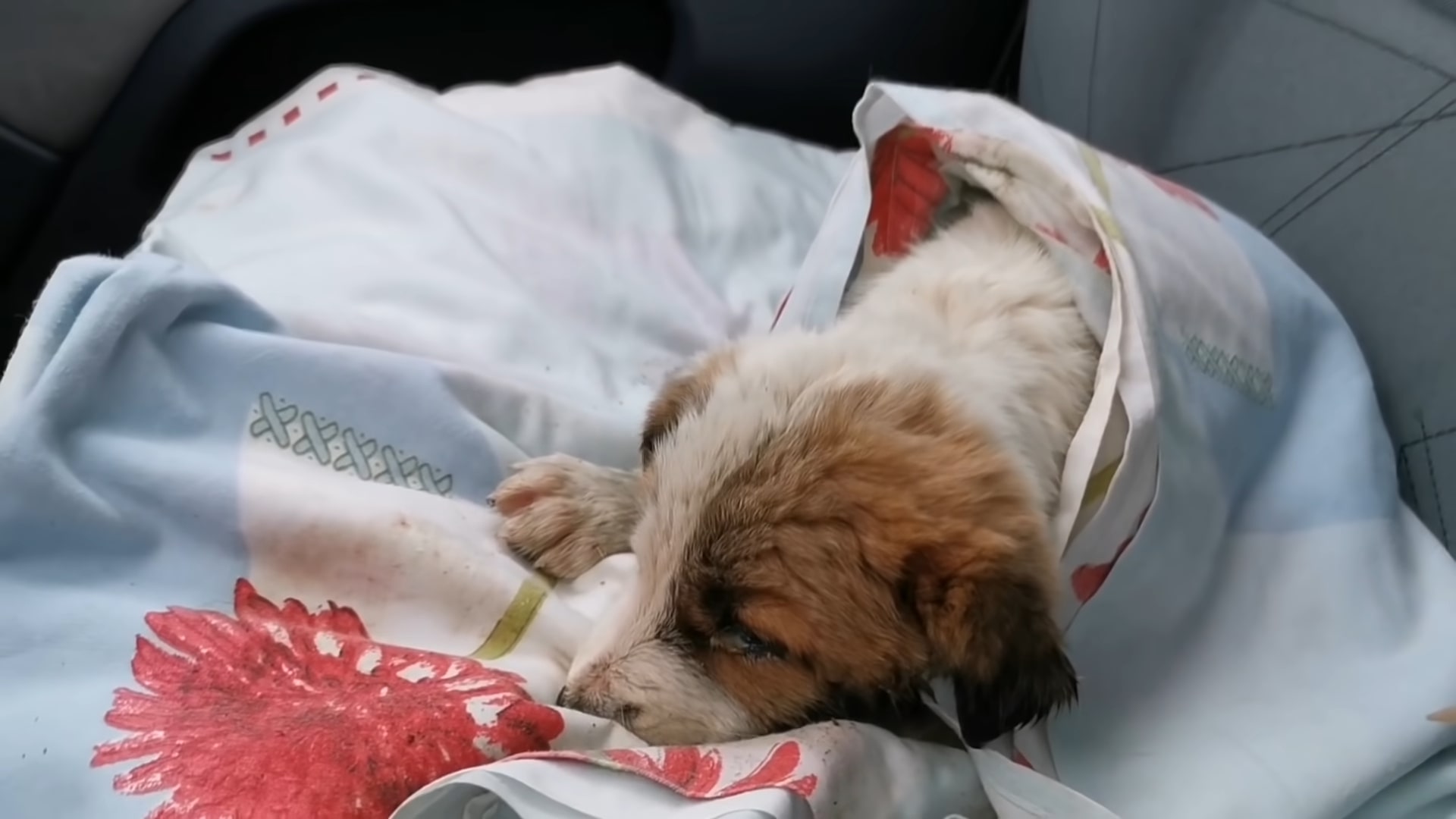 puppy covered up lying in the car