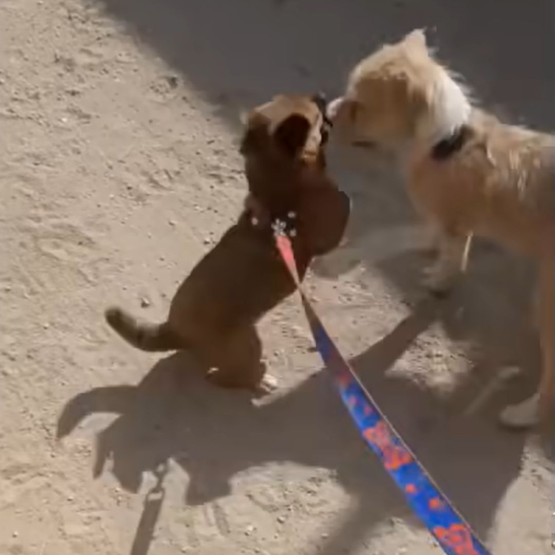 puppy happy to meet another dog