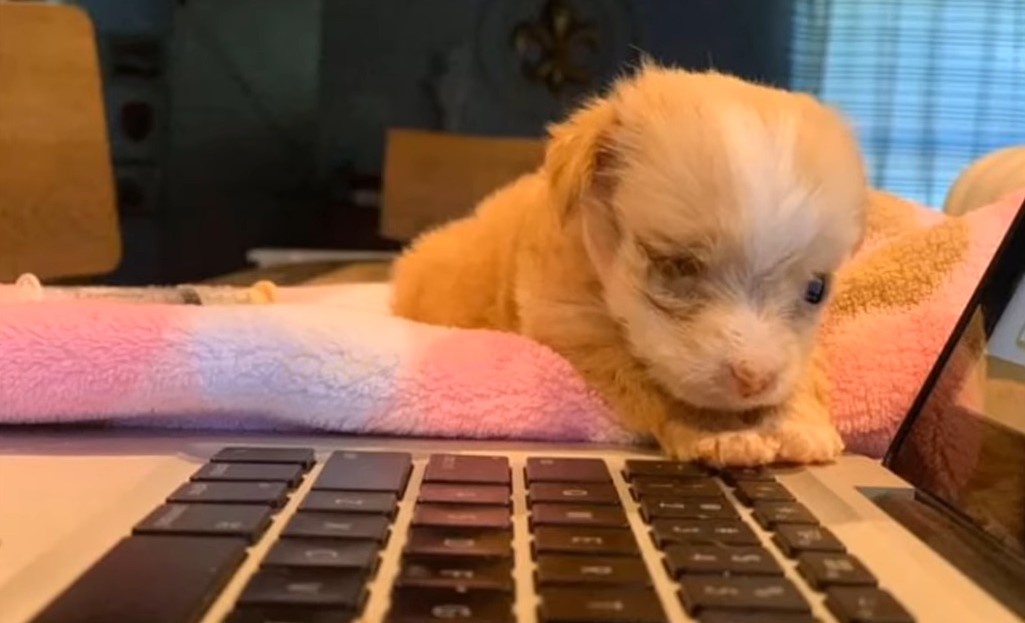 puppy lying next to a laptop