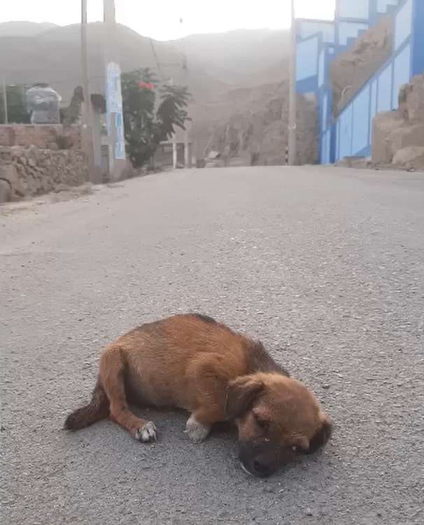 puppy lying on the street