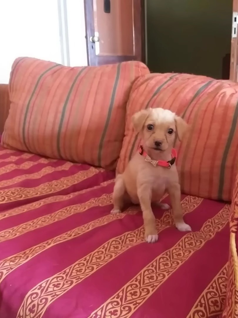 puppy sitting on a red sofa