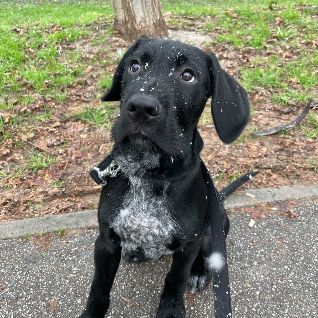 puppy sitting outdoors