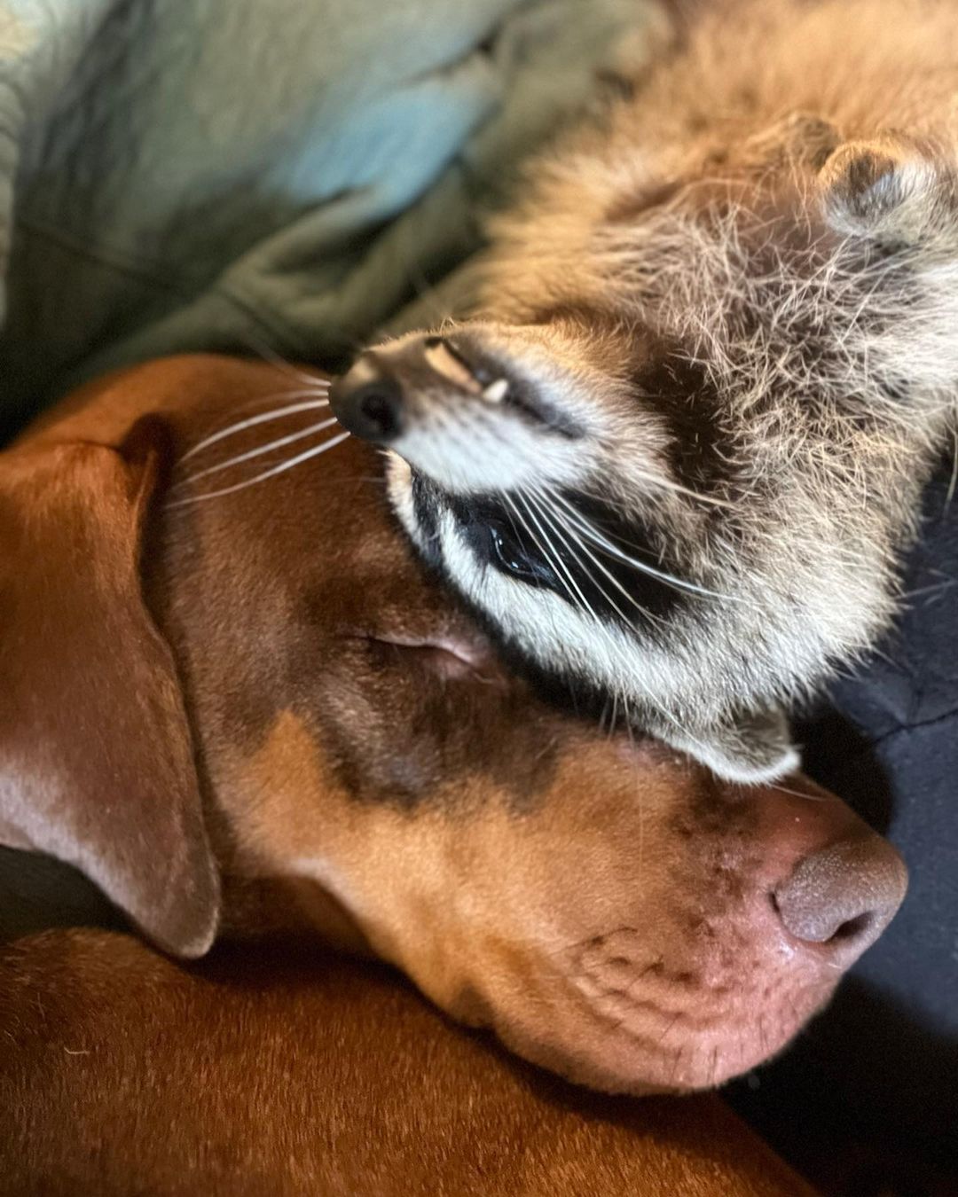 raccoon leaning its head on dog's head