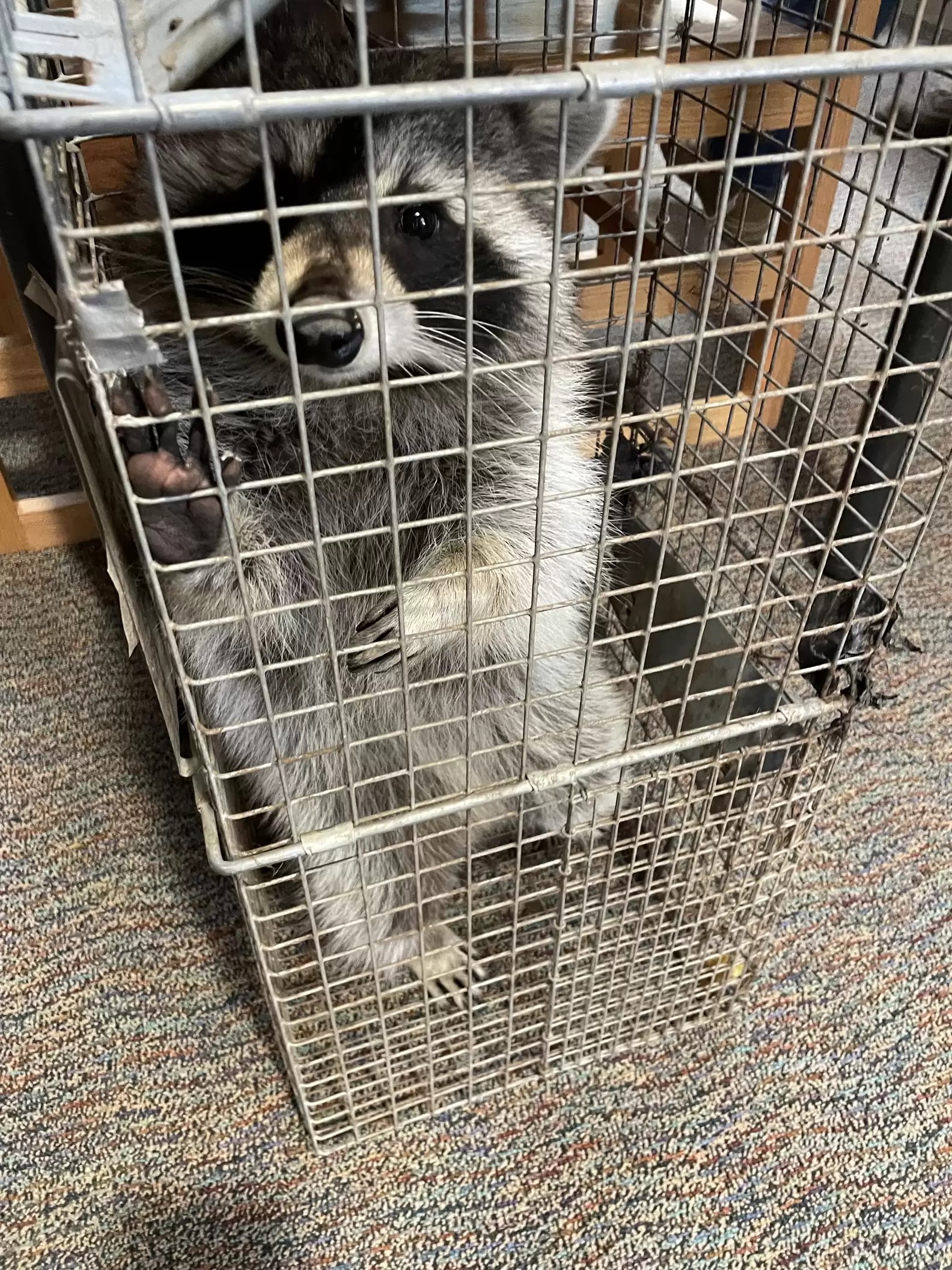 racoon in the cage